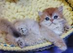 Flora Scottish - Scottish Straight Kitten For Sale - Brooklyn&comma; NY&comma; US