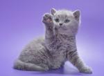 British A Kiwi - British Shorthair Kitten For Sale - Manorville&comma; NY&comma; US