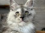 Maine Coon EZ Cleo - Maine Coon Kitten For Sale - Manorville&comma; NY&comma; US