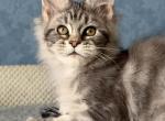Maine Coon EZ Melani - Maine Coon Kitten For Sale - Manorville&comma; NY&comma; US