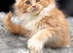Maine Coon EZ King - Maine Coon Kitten For Sale - Manorville&comma; NY&comma; US