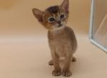 Abyssinian Alva Helena - Abyssinian Kitten For Sale - Manorville&comma; NY&comma; US