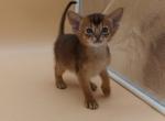 Abyssinian Alva Hanna - Abyssinian Cat For Sale - Manorville&comma; NY&comma; US