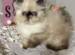 Misha tortie point - Himalayan Kitten For Sale - Lakeland&comma; FL&comma; US