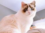 Snow Bell - Ragdoll Cat For Sale - Johnston&comma; RI&comma; US
