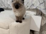 nella - Ragdoll Cat For Sale - Barrington&comma; IL&comma; US