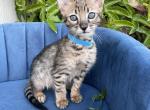 Sky - Savannah Kitten For Sale - Bradenton&comma; FL&comma; US
