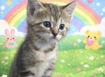 3Babies - American Shorthair Kitten For Adoption - Alvarado&comma; TX&comma; US