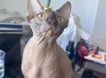 2 Grey Males available - Sphynx Kitten For Sale - Rochester&comma; NY&comma; US