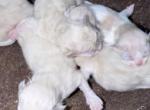 Mishka litter - Persian Kitten For Sale - Williamsport&comma; OH&comma; US
