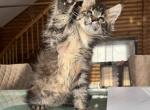 Mario - Maine Coon Kitten For Sale - Chandler&comma; AZ&comma; US
