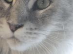 Malibu - Maine Coon Cat For Sale - Gaylord&comma; MI&comma; US