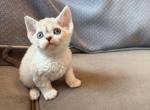 Blue pointed boy - Devon Rex Kitten For Sale - Fontana&comma; CA&comma; US