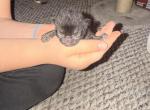 Brownies - Bombay Kitten For Sale - Ashland&comma; KY&comma; US