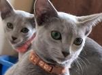 Maya - Russian Blue Cat For Sale - Bridgewater&comma; NJ&comma; US