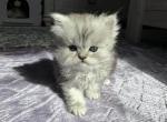 Vivi - Persian Kitten For Sale - Staten Island&comma; NY&comma; US