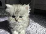 Loto - Persian Kitten For Sale - Staten Island&comma; NY&comma; US