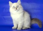 Hera - Siberian Kitten For Sale - Pembroke Pines&comma; FL&comma; US