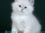 Cezario - Siberian Kitten For Sale - Pembroke Pines&comma; FL&comma; US