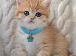 Winnie - British Shorthair Kitten For Sale - Norwalk&comma; CT&comma; US
