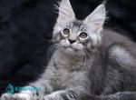 Potap - Maine Coon Kitten For Sale