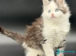 Hunter - Maine Coon Kitten For Sale - Miami&comma; FL&comma; US