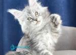 Irsen - Maine Coon Kitten For Sale - Miami&comma; FL&comma; US
