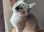 Grace - Bengal Kitten For Sale - Phila&comma; PA&comma; US