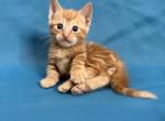 Orange Munchkin kitty - Munchkin Kitten For Sale - Elmhurst&comma; NY&comma; US
