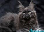 Prokhor - Maine Coon Kitten For Sale - Miami&comma; FL&comma; US