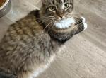 Meko - Maine Coon Cat For Adoption - 