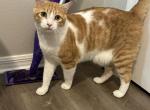 sherbet - Domestic Cat For Adoption - Mount Dora&comma; FL&comma; US