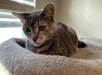 Emma - Domestic Cat For Adoption - Mount Dora&comma; FL&comma; US