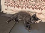 With Breeding Rights Possible Trade - Maine Coon Kitten For Sale - West Lafayette&comma; OH&comma; US