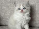 British longhair boy - British Shorthair Kitten For Sale - Shakopee&comma; MN&comma; US