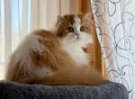Diana - Scottish Fold Kitten For Sale - Greenwood Lake&comma; NY&comma; US