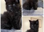 Maine Coon kittens - Maine Coon Kitten For Sale - Vermilion&comma; OH&comma; US