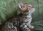Sahara litter male - Bengal Kitten For Sale - Mills River&comma; NC&comma; US
