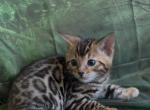 Sahara litter male reserved - Bengal Kitten For Sale - Mills River&comma; NC&comma; US