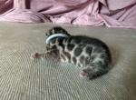 Oleapto - Bengal Kitten For Sale - Oklahoma City&comma; OK&comma; US