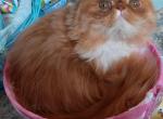 Spayed PERSIAN female - Persian Cat For Sale - PA&comma; US