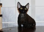 Maddy - Minskin Kitten For Sale - Hollywood&comma; FL&comma; US