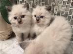 No name - Siberian Kitten For Sale - Montgomery&comma; MA&comma; US