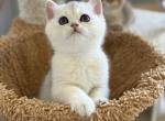 Dumpling - British Shorthair Kitten For Sale - Carrollton&comma; TX&comma; US