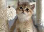 Gyoza - British Shorthair Kitten For Sale - Carrollton&comma; TX&comma; US