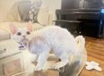 Pearl - Domestic Kitten For Sale - Temple City&comma; CA&comma; US