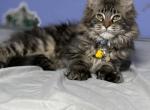 Maine Coons - Maine Coon Kitten For Sale - Bowling Green&comma; KY&comma; US