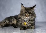 Maine Coons - Maine Coon Kitten For Sale - Bowling Green&comma; KY&comma; US
