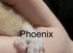 Phoenix poly boy - Polydactyl Kitten For Sale - WI&comma; US