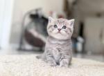 For reservation Scottish Straight Silver Boy - Scottish Straight Kitten For Sale - Orlando&comma; FL&comma; US
